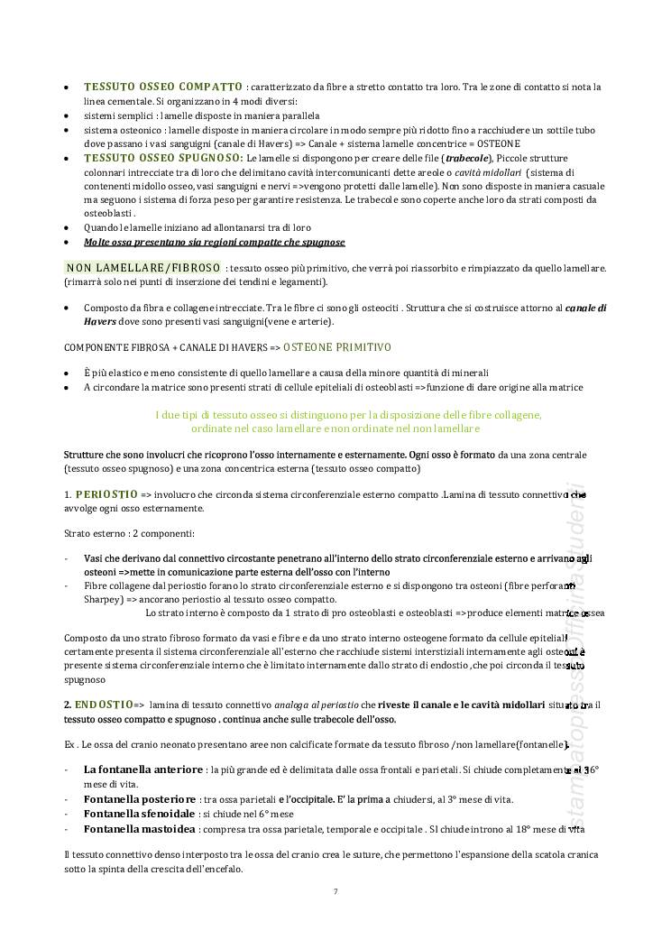 Figura Anatomica Umana 30 Cm – Modello Didattico Metà Pelle/Metà Muscoli, In Resina, Per Artisti E Studenti Di Medicina