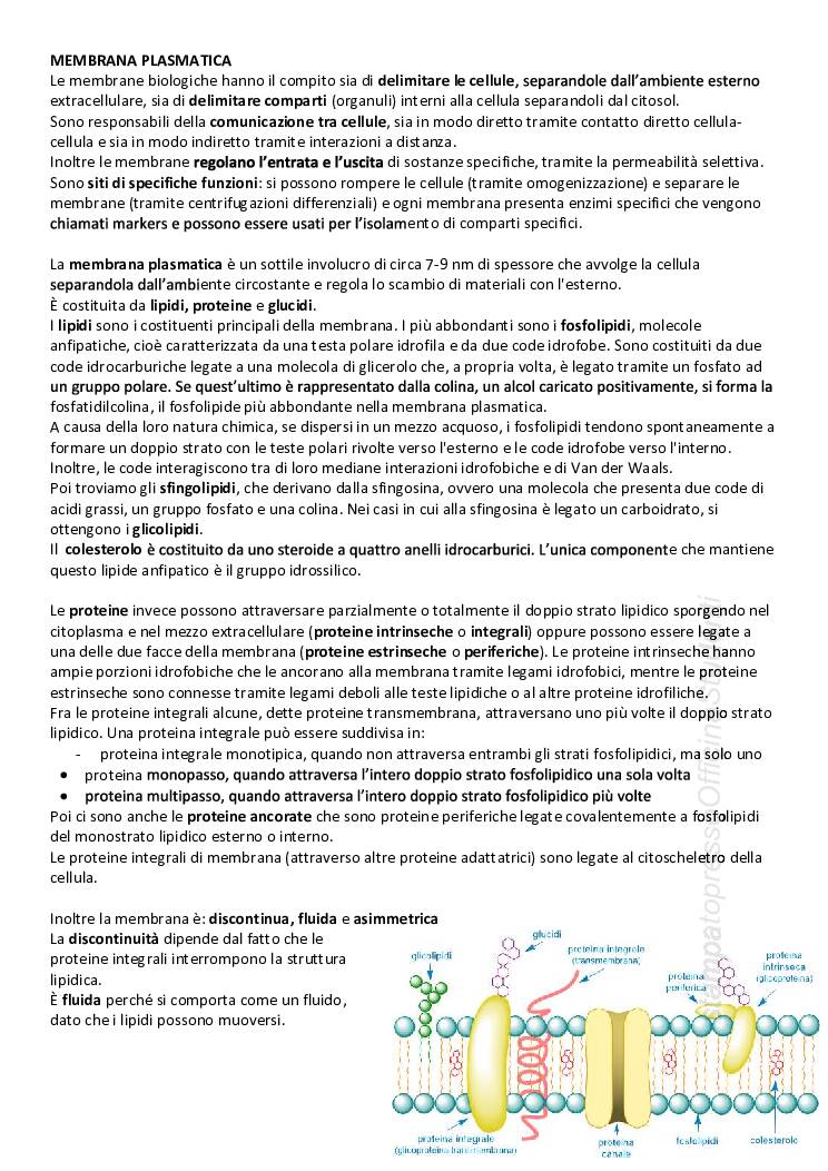 CITOLOGIA ED ISTOLOGIA - Image 2