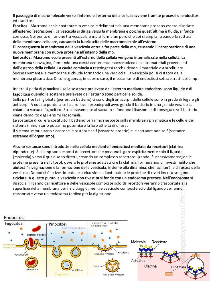 CITOLOGIA ED ISTOLOGIA - Image 5