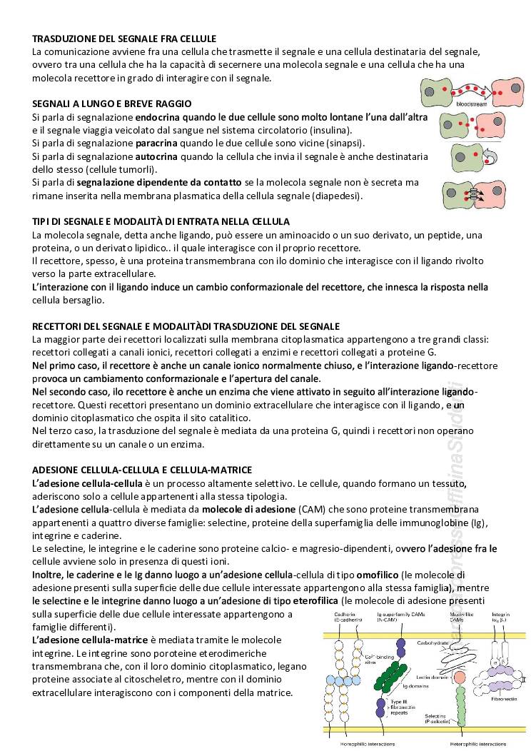 CITOLOGIA ED ISTOLOGIA - Image 7