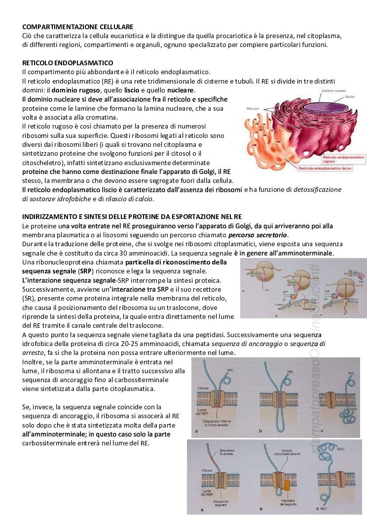 CITOLOGIA ED ISTOLOGIA - Image 9