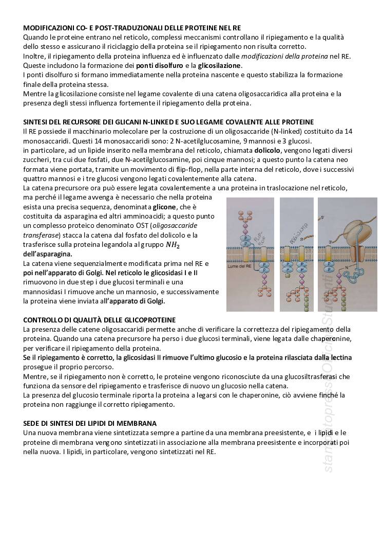 CITOLOGIA ED ISTOLOGIA - Image 10