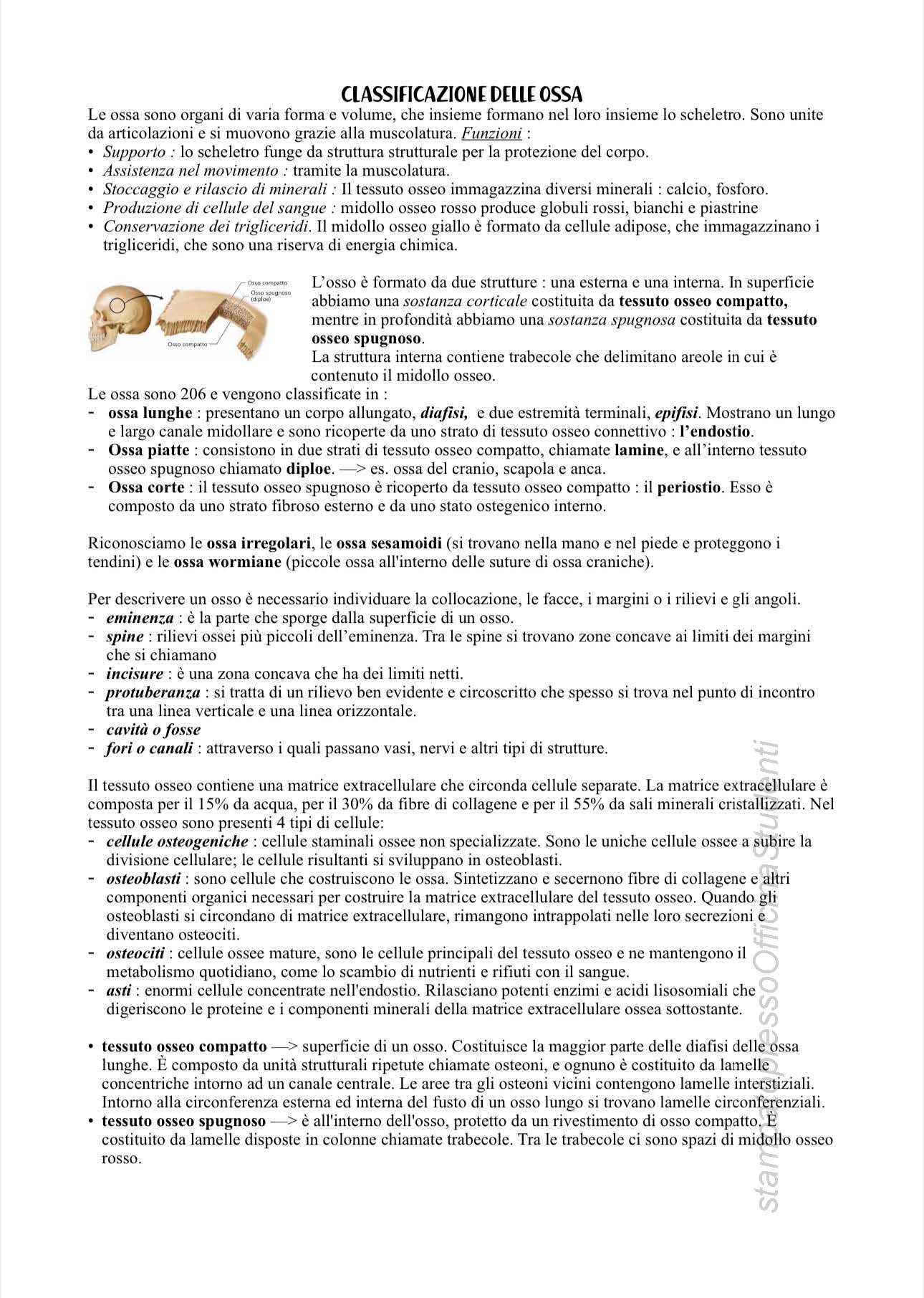 Anatomia - Image 4