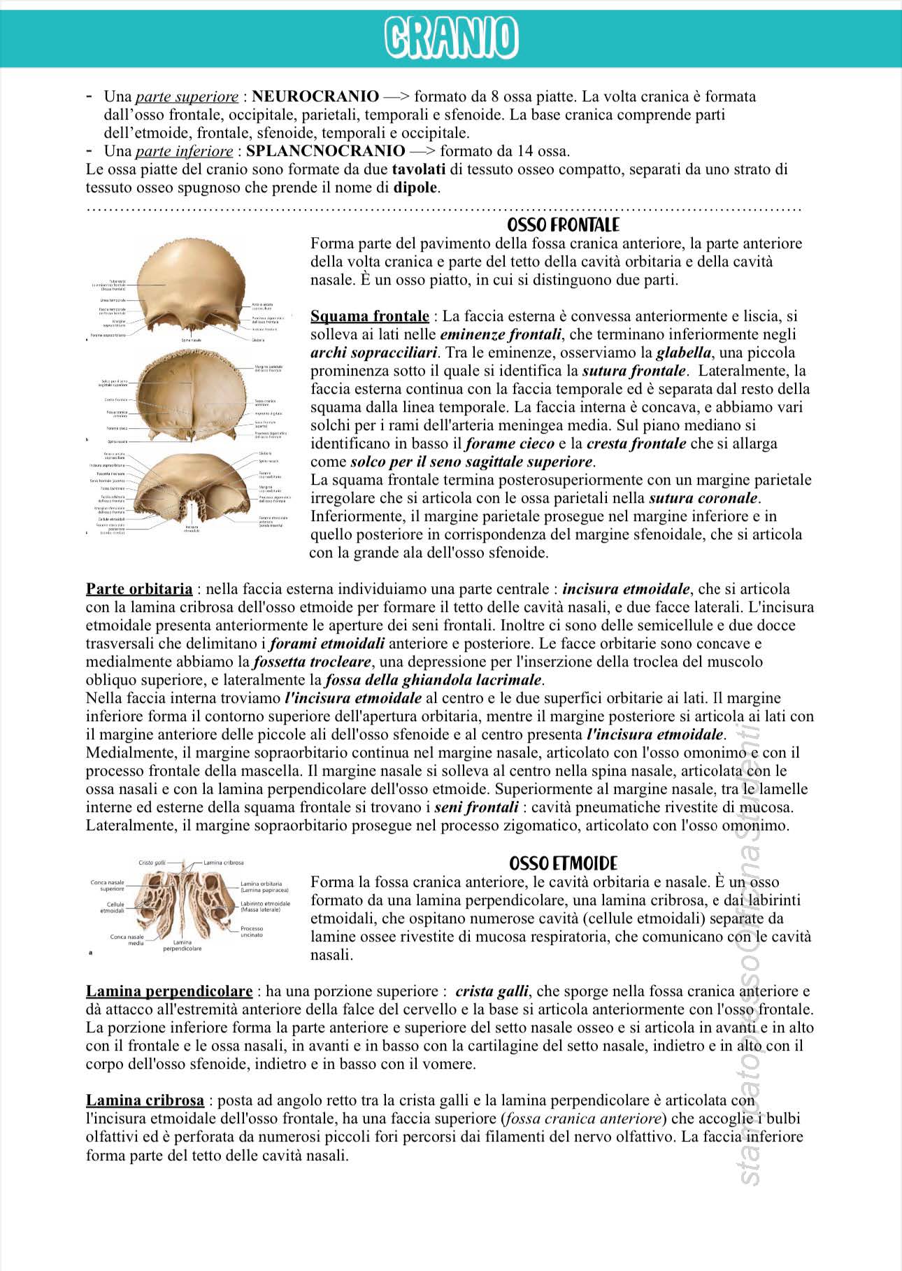 Anatomia - Image 7