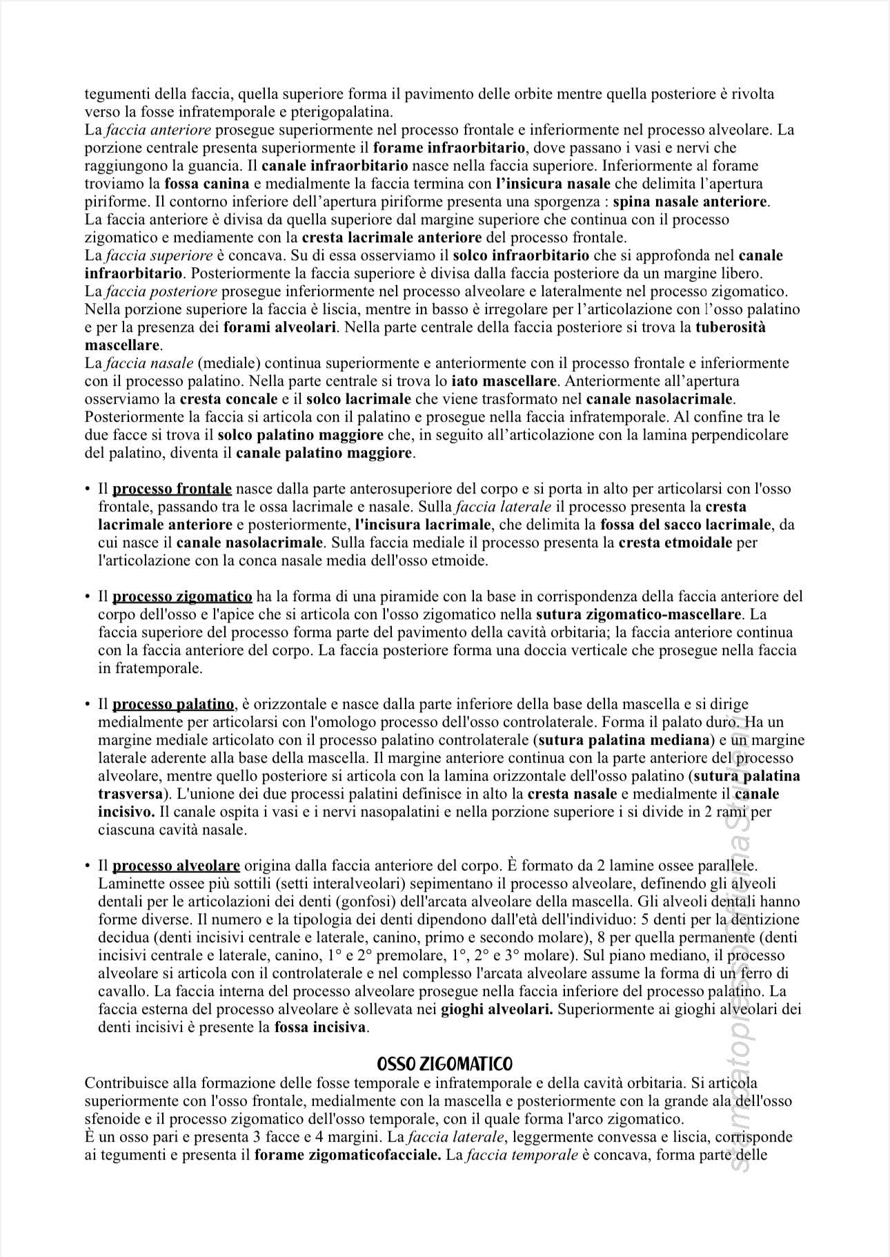 Anatomia - Image 11