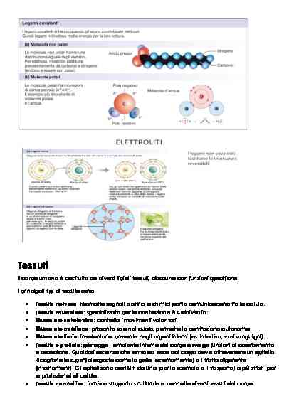 FISIOLOGIA - Image 4